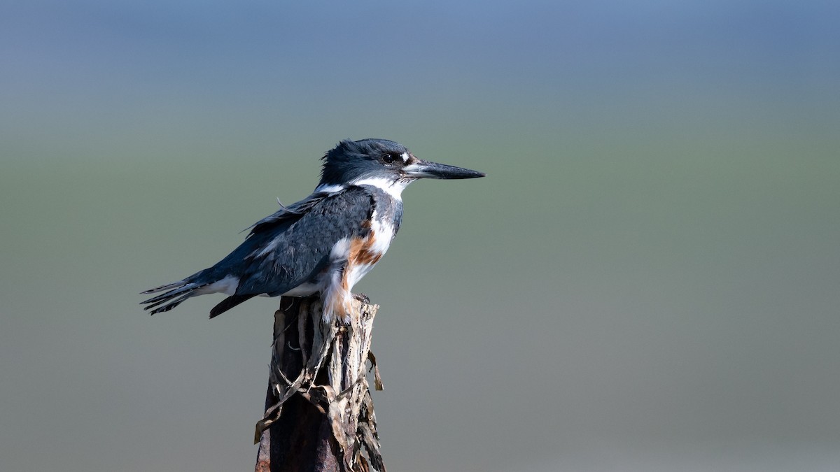 Belted Kingfisher - Mathurin Malby