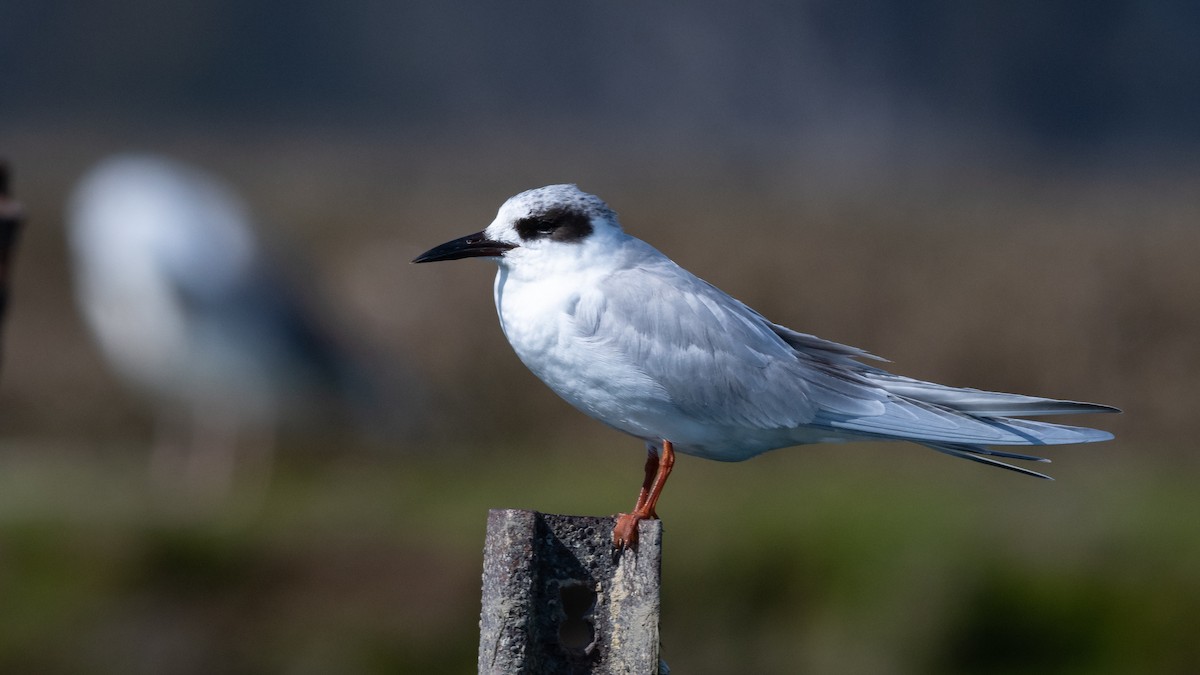 Forster's Tern - Mathurin Malby