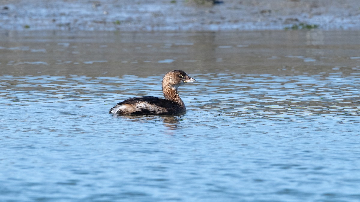 Pied-billed Grebe - Mathurin Malby