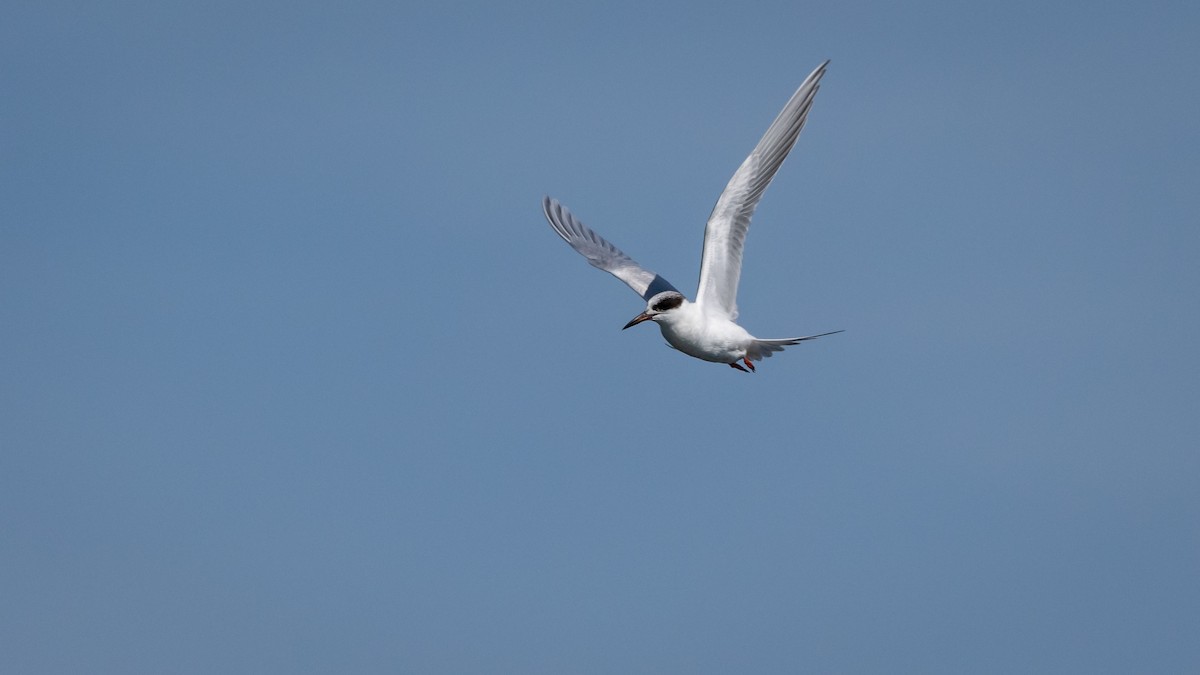 Forster's Tern - Mathurin Malby