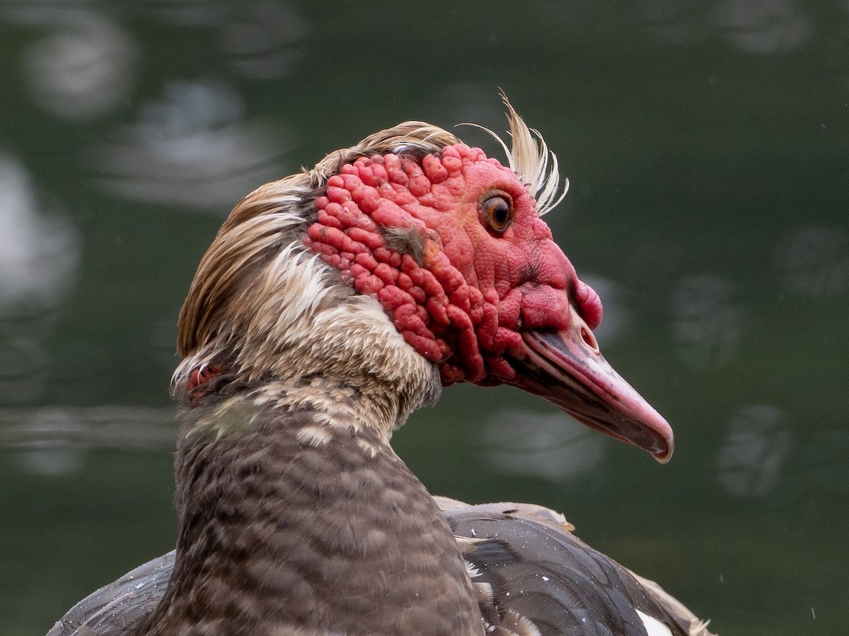 Muscovy Duck (Domestic type) - John Tebbet
