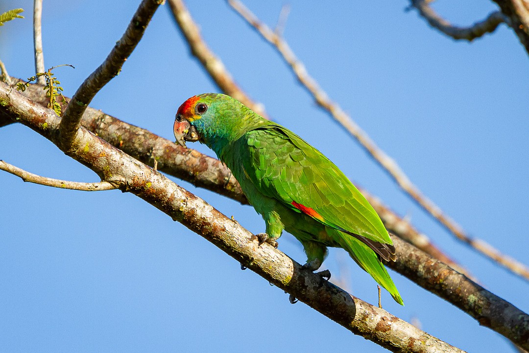Red-browed Parrot - ML213190561