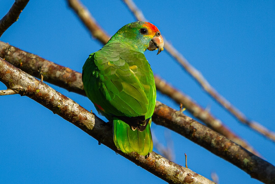 Red-browed Parrot - ML213190571