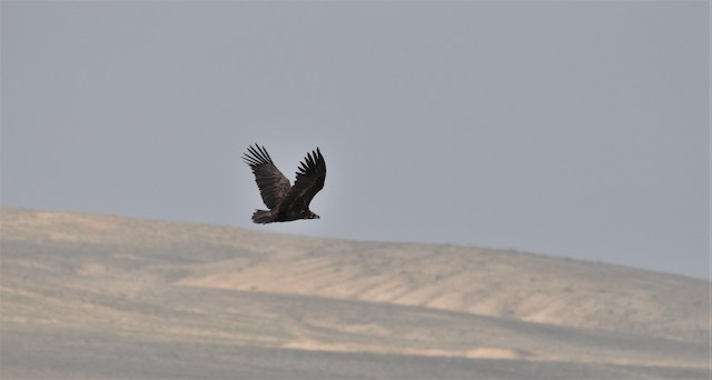 Breeding habitat;&nbsp;Samarqand,&nbsp;Uzbekistan - Cinereous Vulture - 