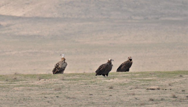 Breeding habitat;&nbsp;Samarqand,&nbsp;Uzbekistan - Cinereous Vulture - 