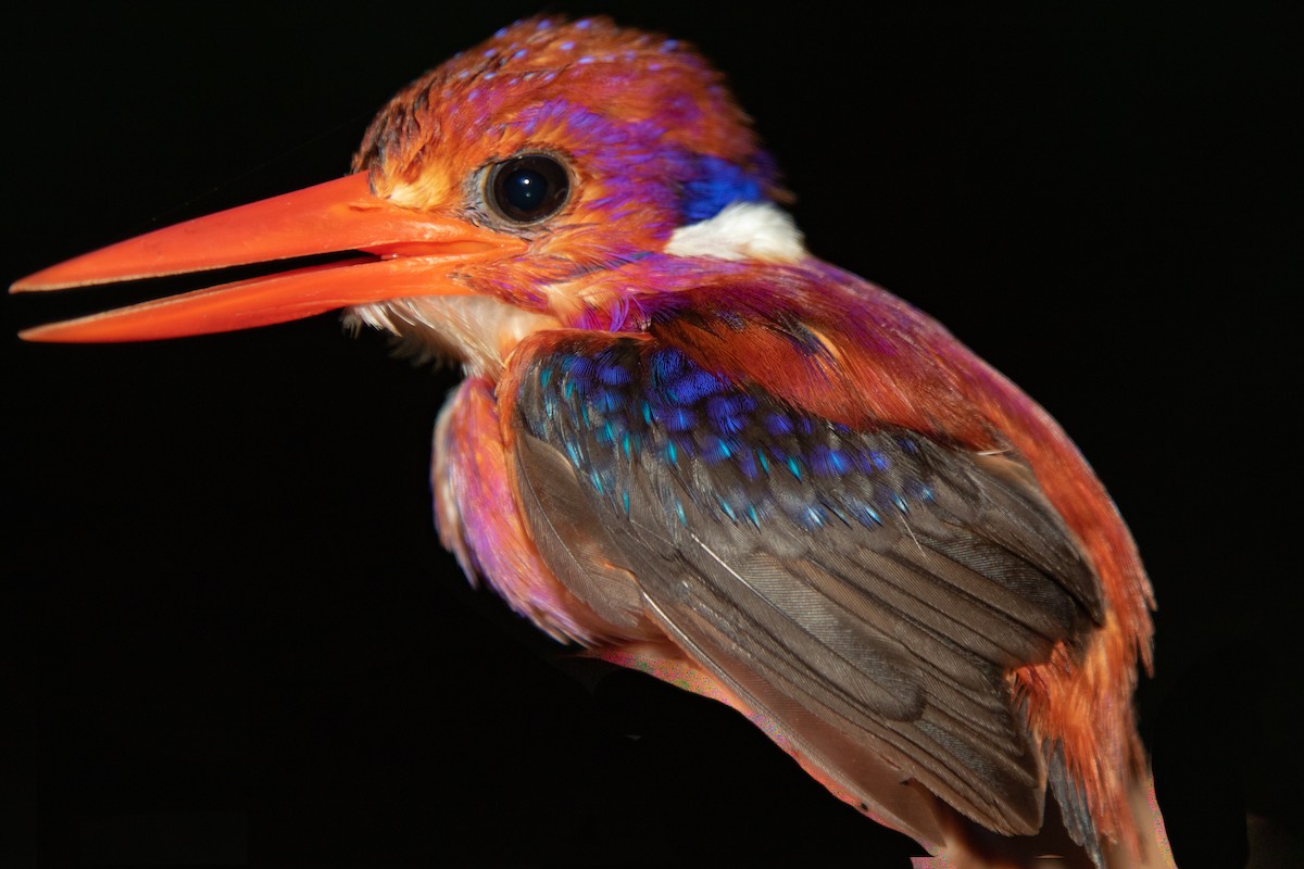 Philippine Dwarf-Kingfisher - Merlijn van Weerd