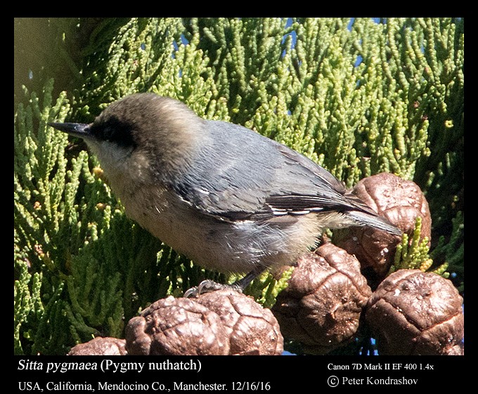 Pygmy Nuthatch - ML213194331