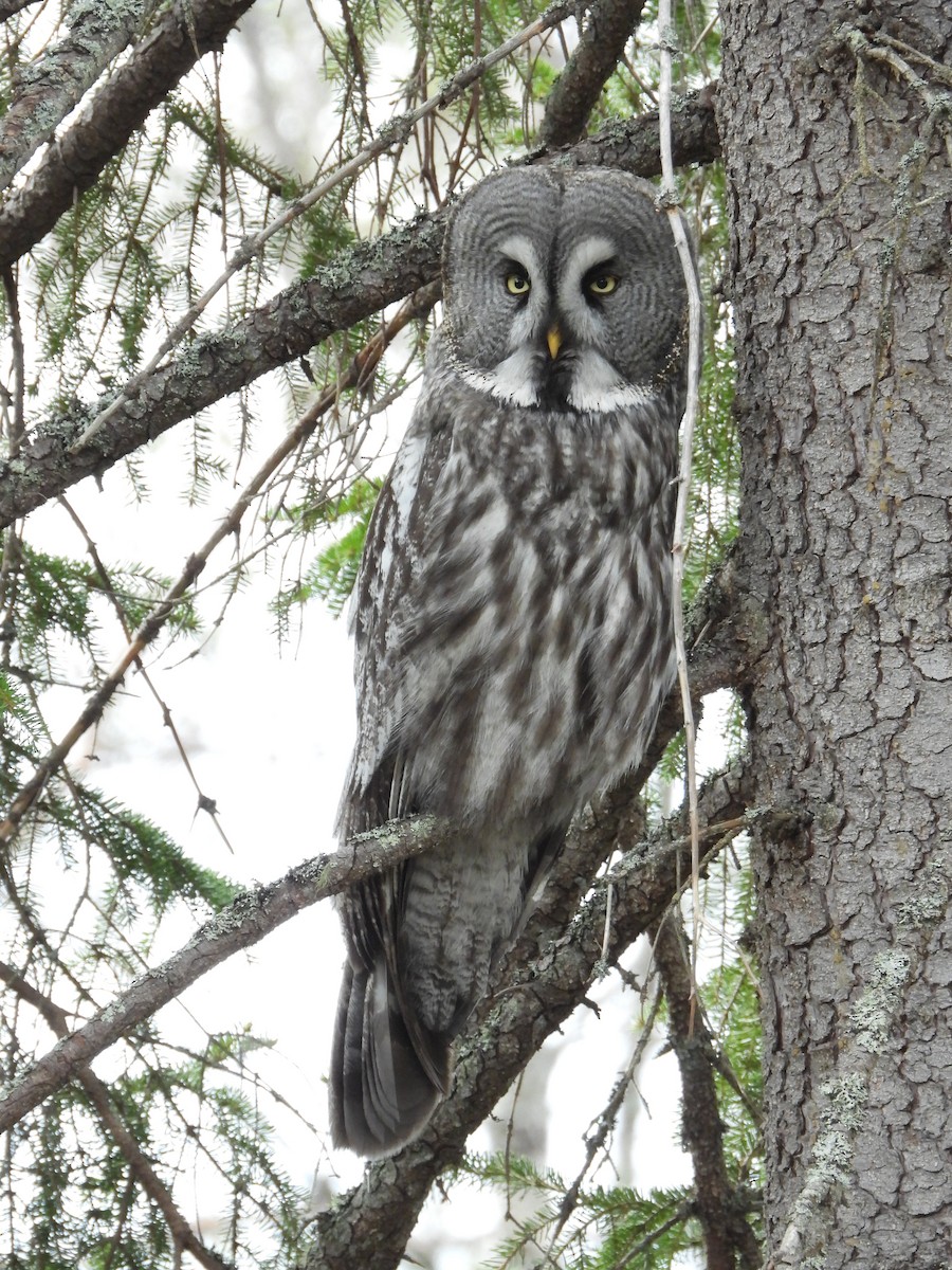 Great Gray Owl - ML213197631