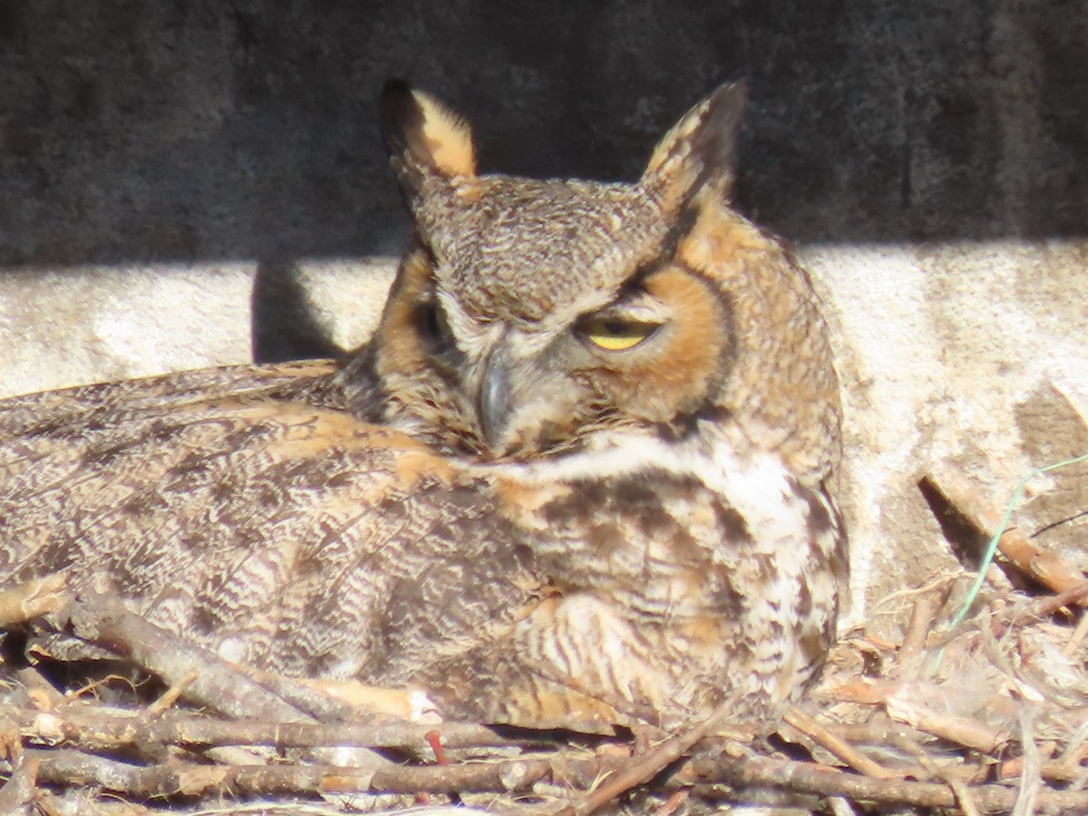 Great Horned Owl - ML213197701