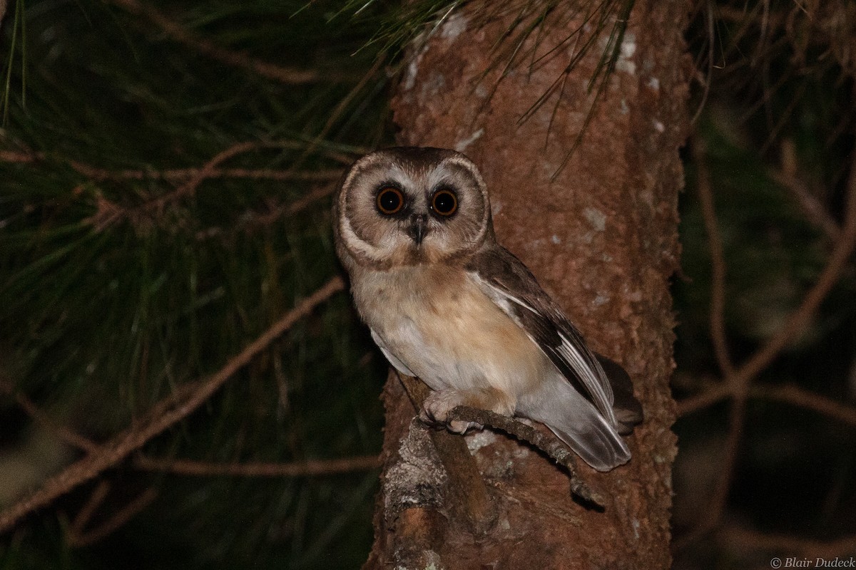 Unspotted Saw-whet Owl - ML213201521
