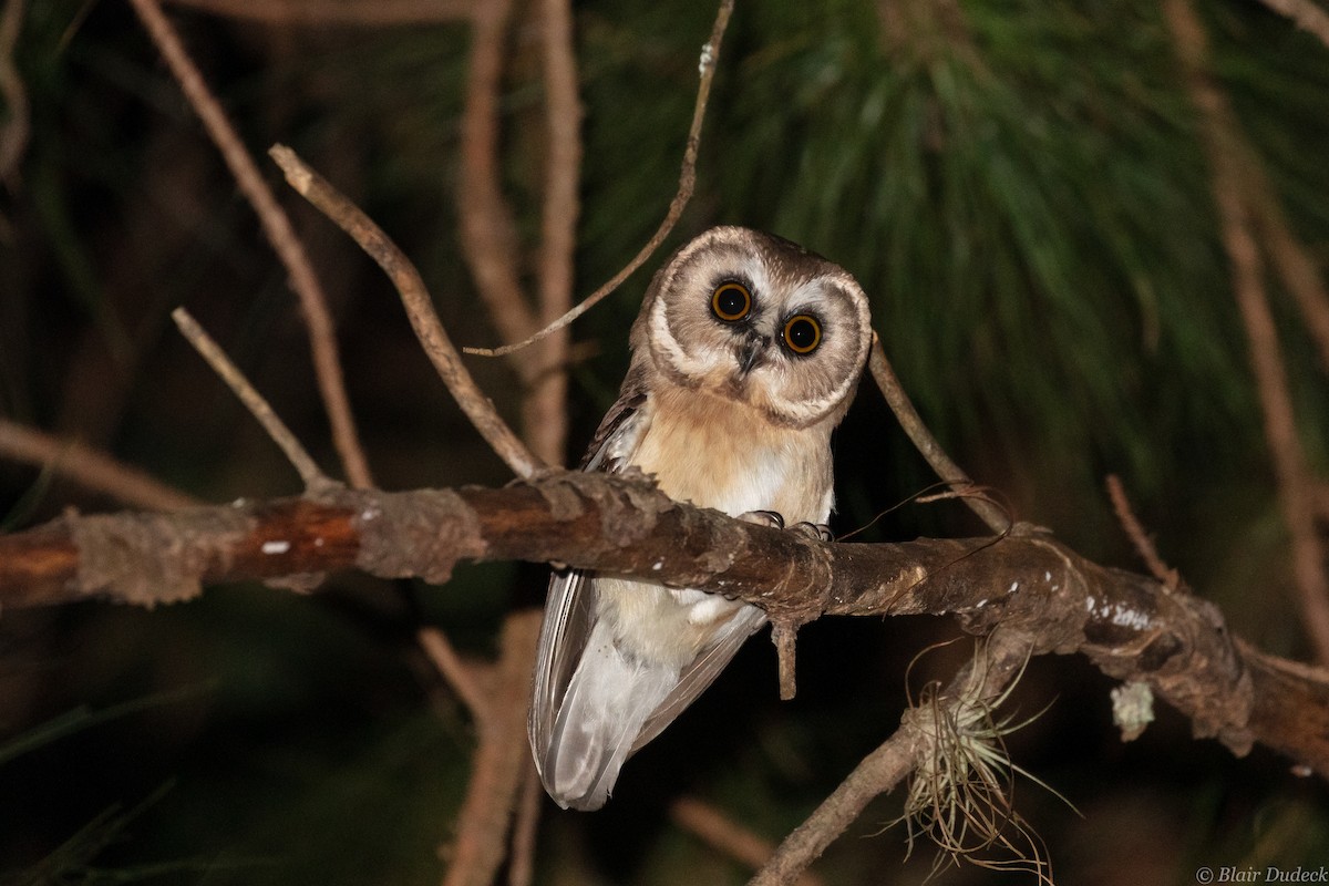 Unspotted Saw-whet Owl - ML213201701