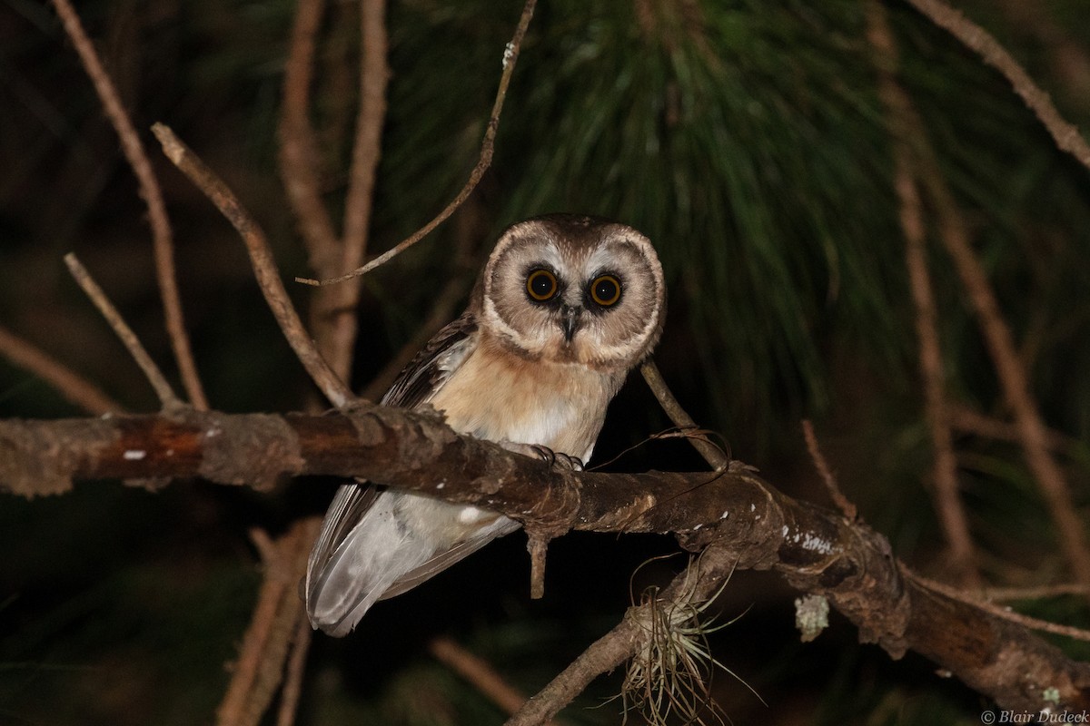 Unspotted Saw-whet Owl - ML213201761