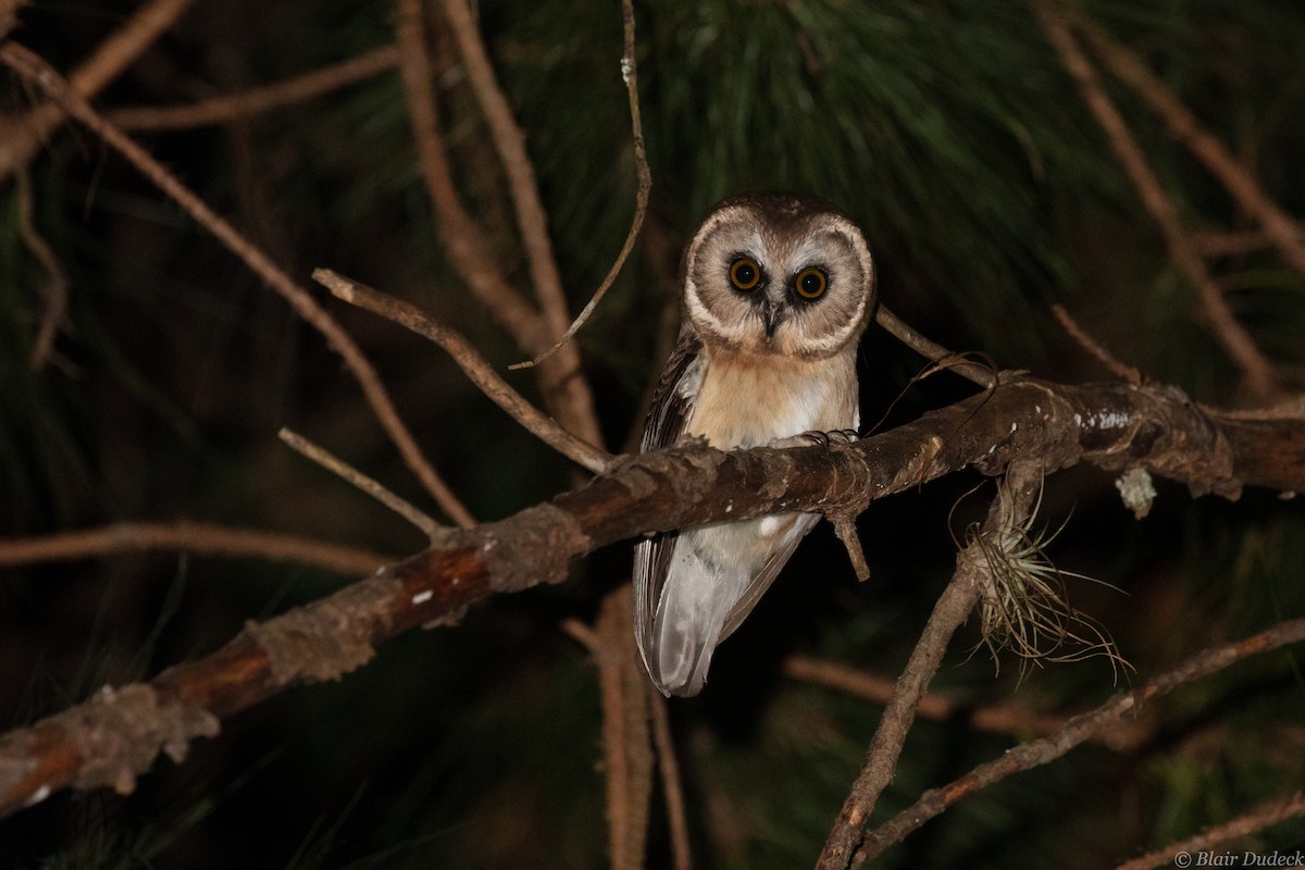 Unspotted Saw-whet Owl - ML213201851