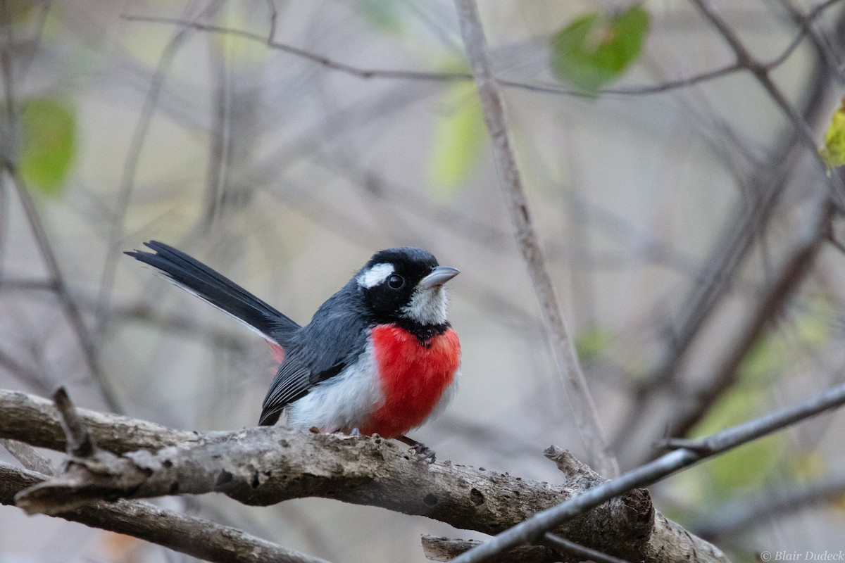 Red-breasted Chat - Blair Dudeck