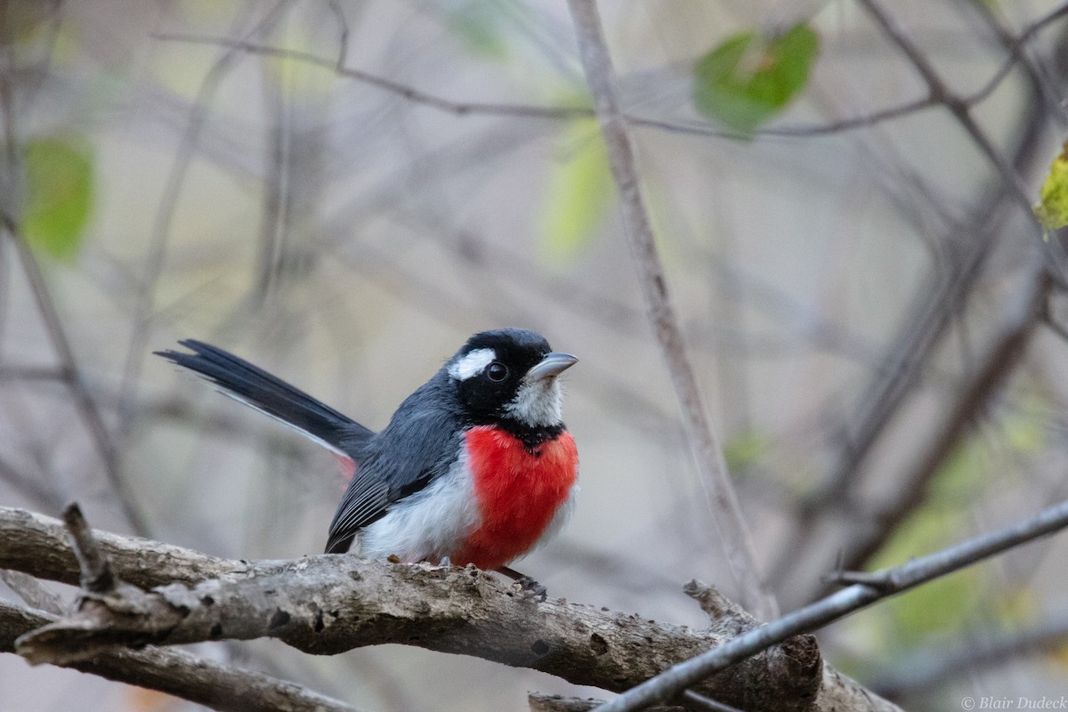 Red-breasted Chat - ML213202951