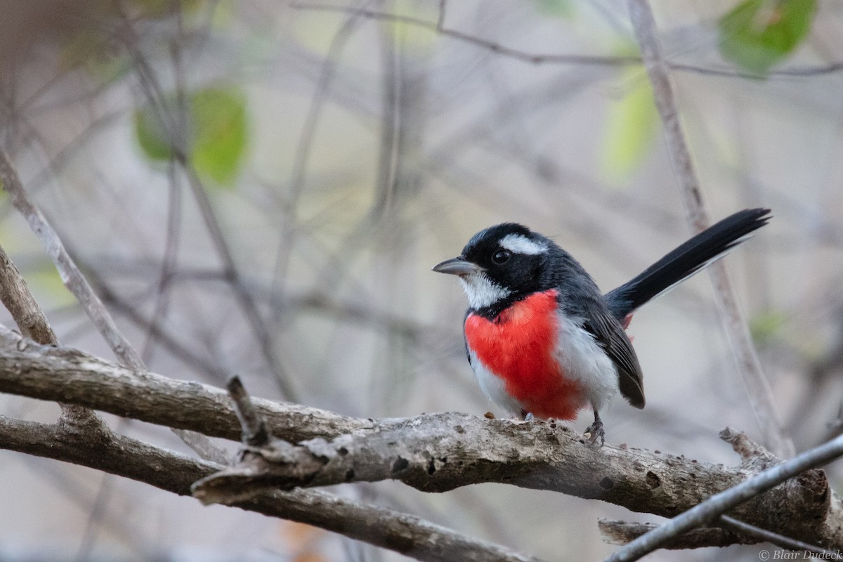 Red-breasted Chat - ML213203031