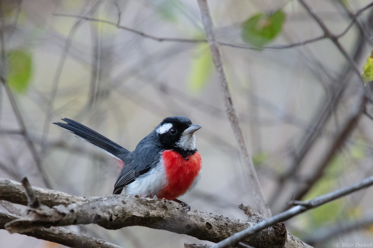 Red-breasted Chat - ML213203081