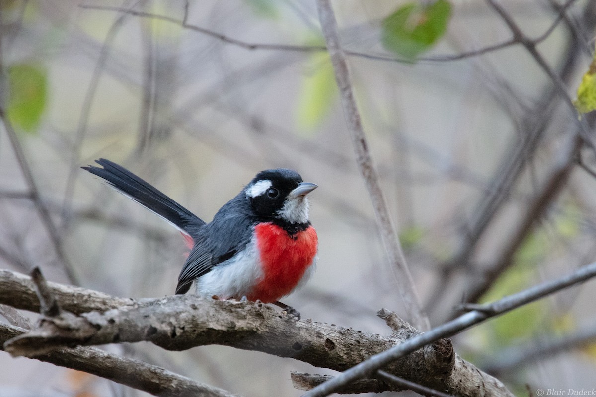 Red-breasted Chat - ML213203091