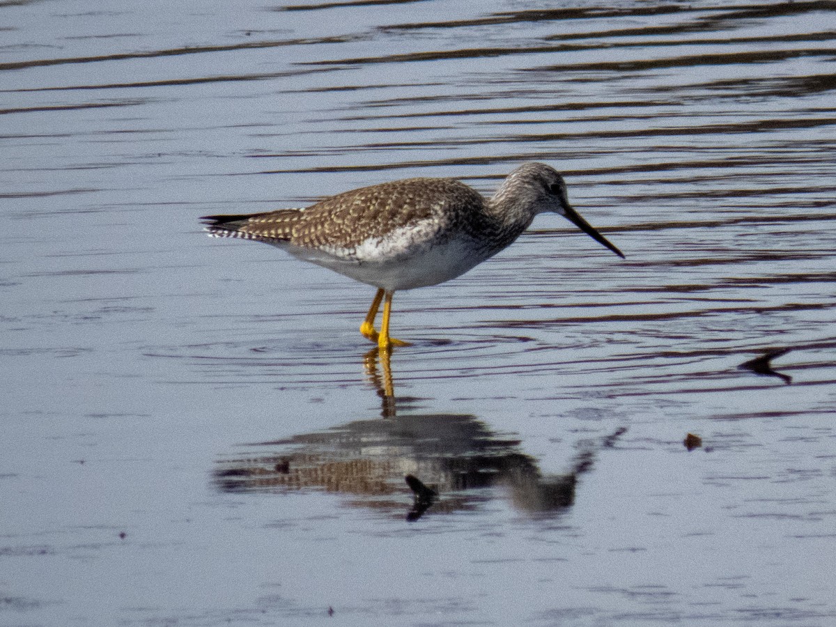 Greater Yellowlegs - Kevin Rogers