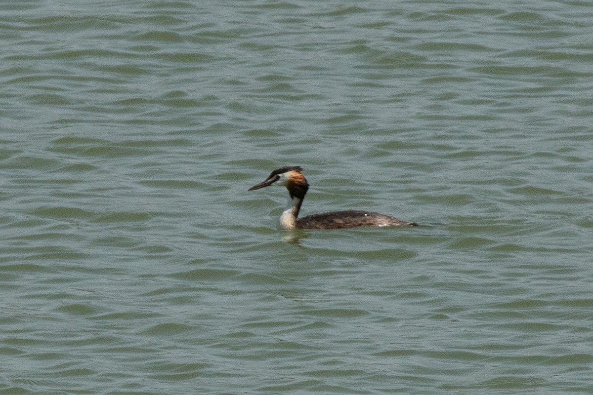 Great Crested Grebe - ML213203381