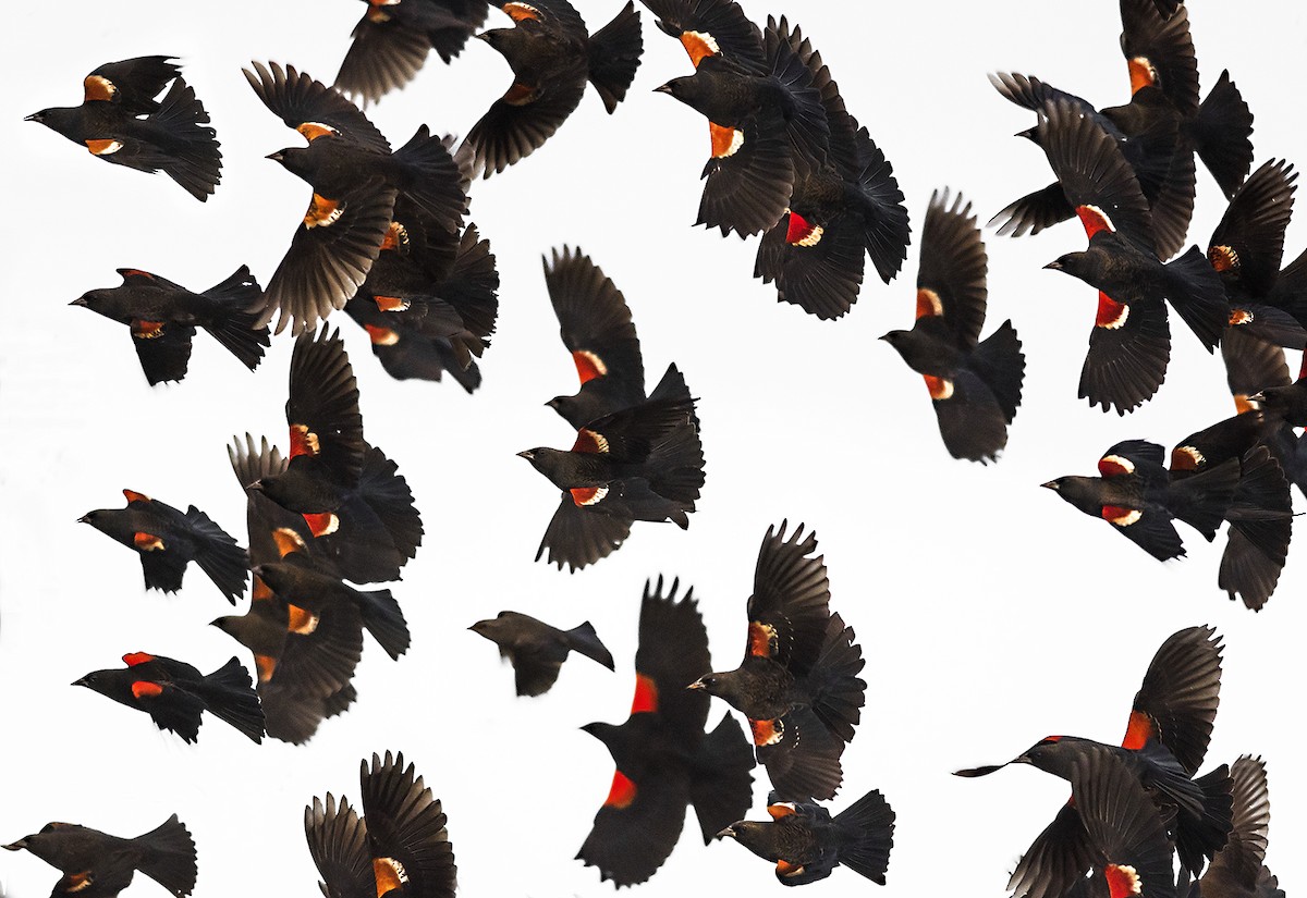 Tricolored Blackbird - Jerry Ting