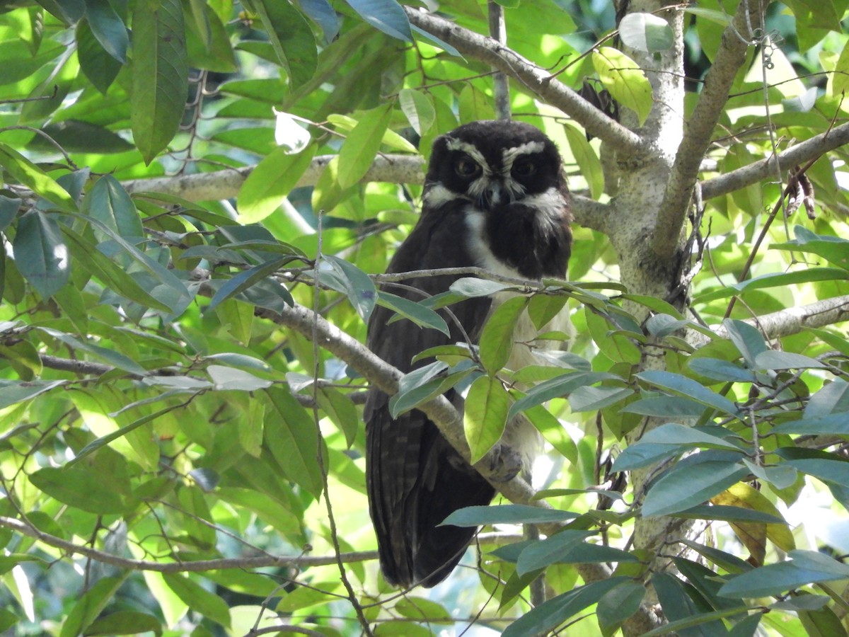 Spectacled Owl - Carl Huffman
