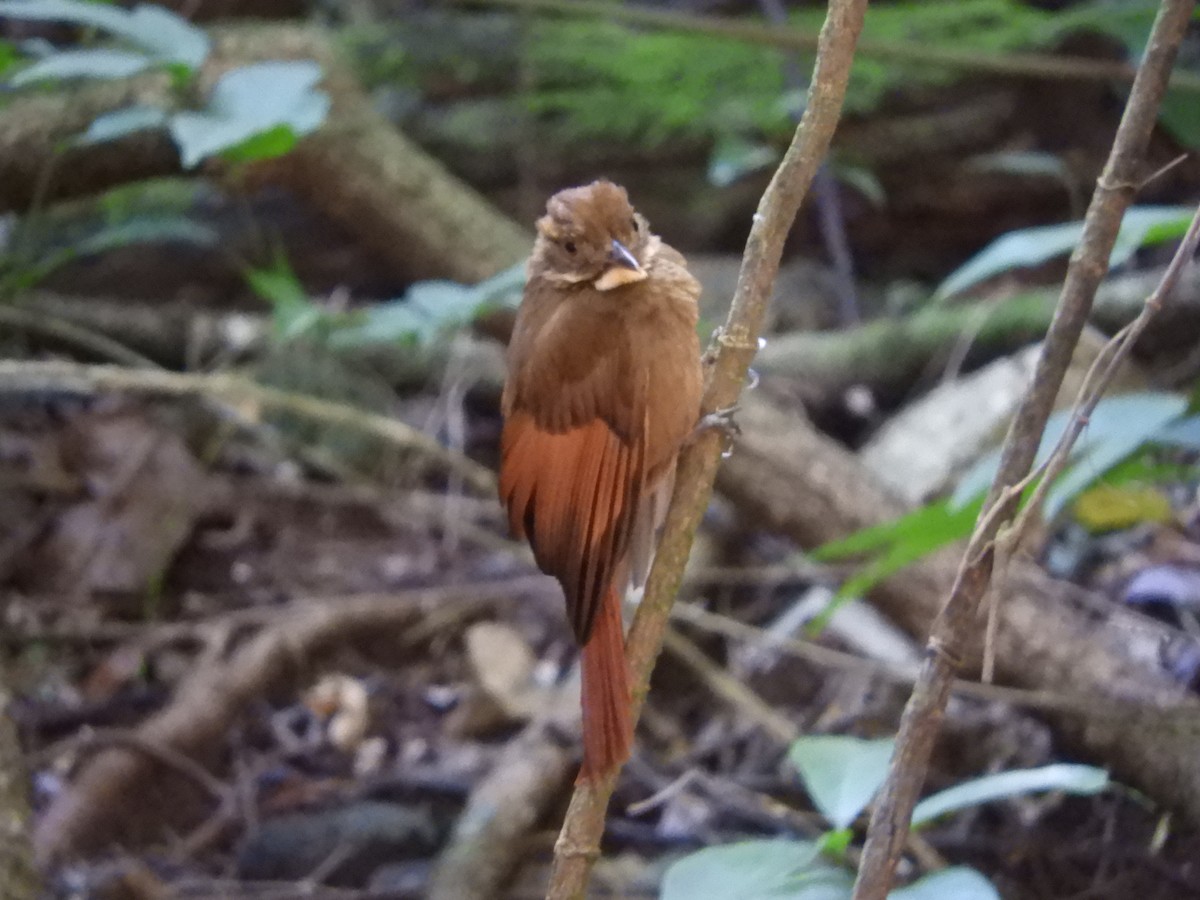 Tawny-winged Woodcreeper - Carl Huffman