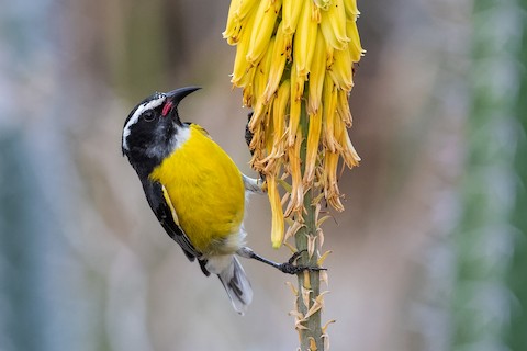 Coereba flaveola