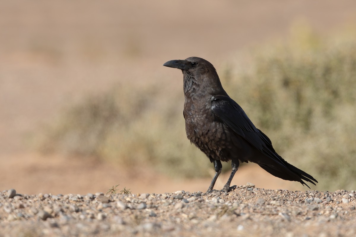 Brown-necked Raven - ML213211041