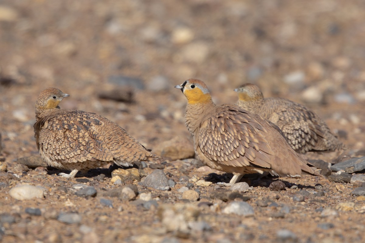 Crowned Sandgrouse - Marco Valentini