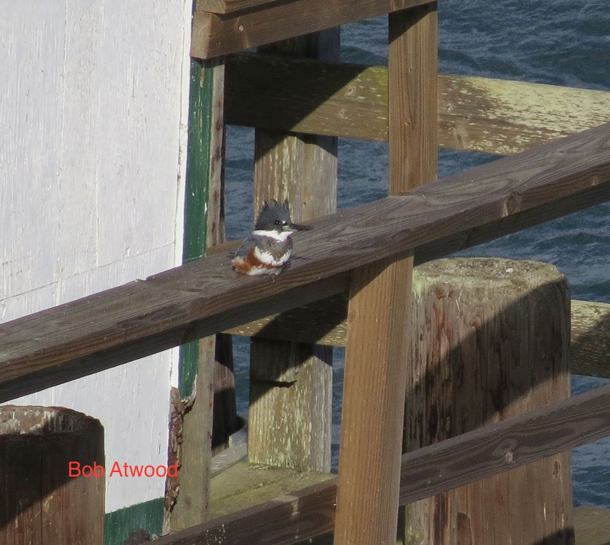 Belted Kingfisher - Bob A