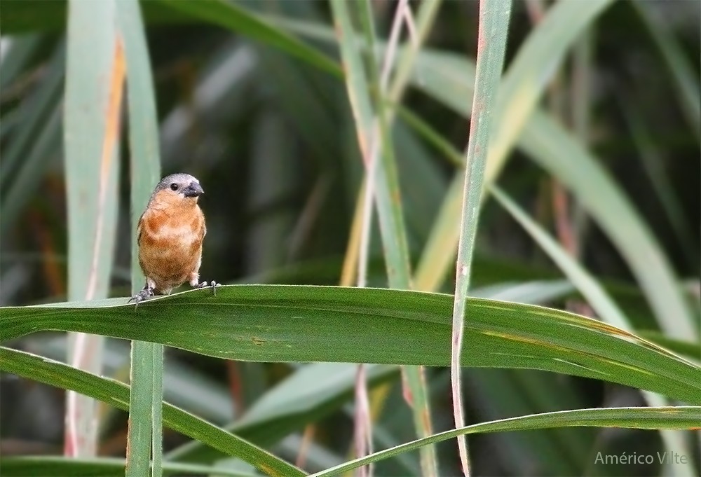 Tawny-bellied Seedeater - ML213211621