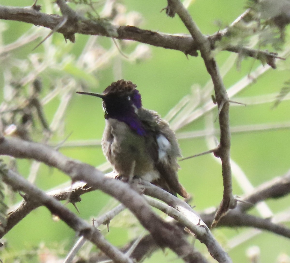 Costa's Hummingbird - ML213211771