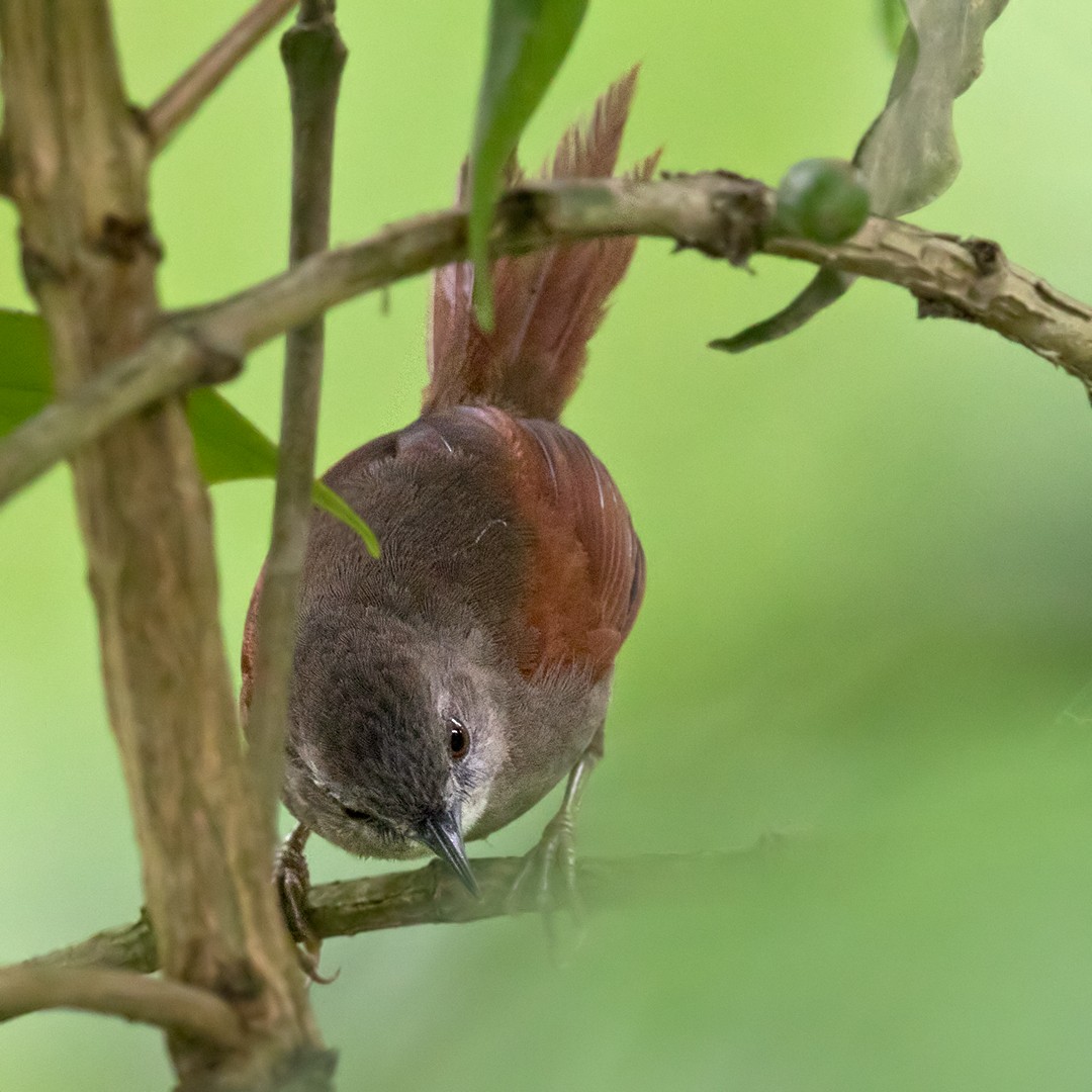 Plain-crowned Spinetail - ML213212651