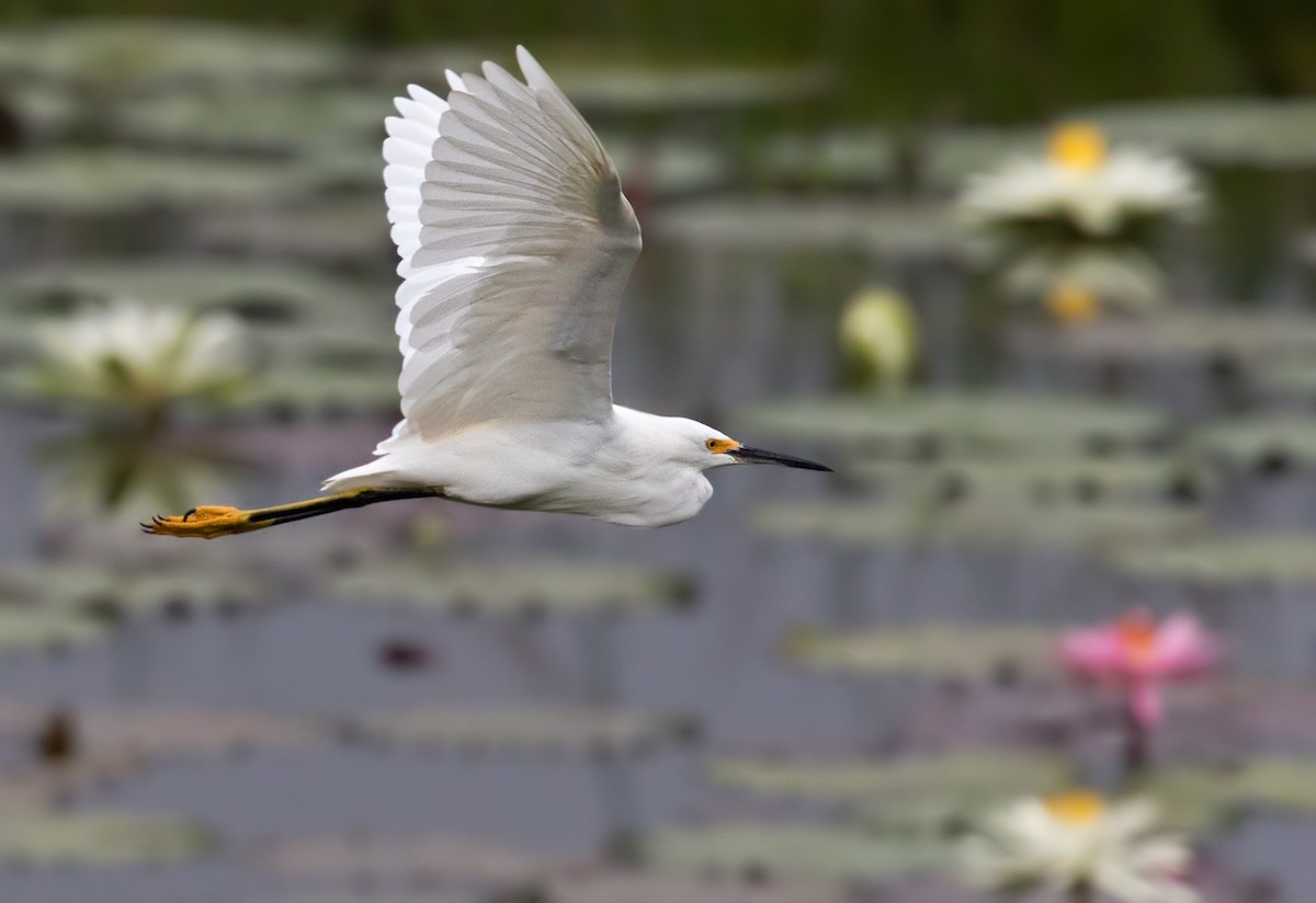 Snowy Egret - Lars Petersson | My World of Bird Photography