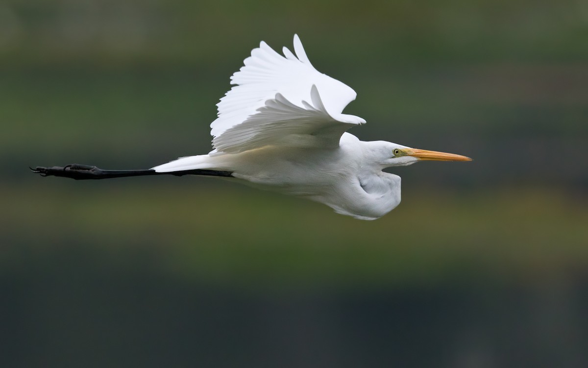 Great Egret - Lars Petersson | My World of Bird Photography