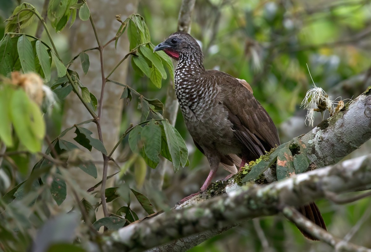 Speckled Chachalaca - Lars Petersson | My World of Bird Photography