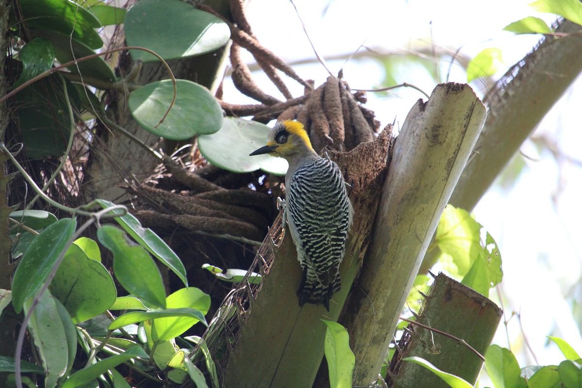 Golden-cheeked Woodpecker - ML213213711