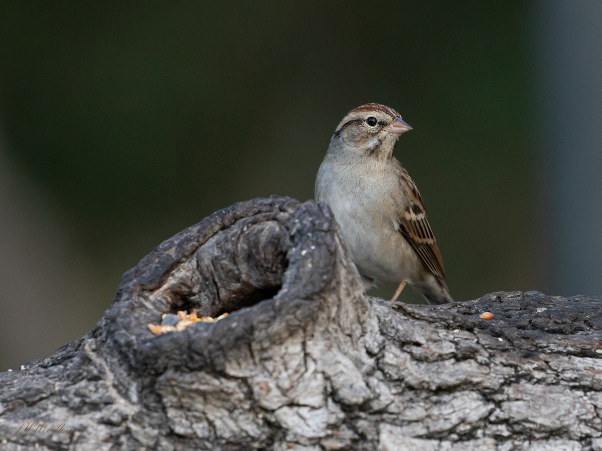 Chipping Sparrow - Janey Woodley