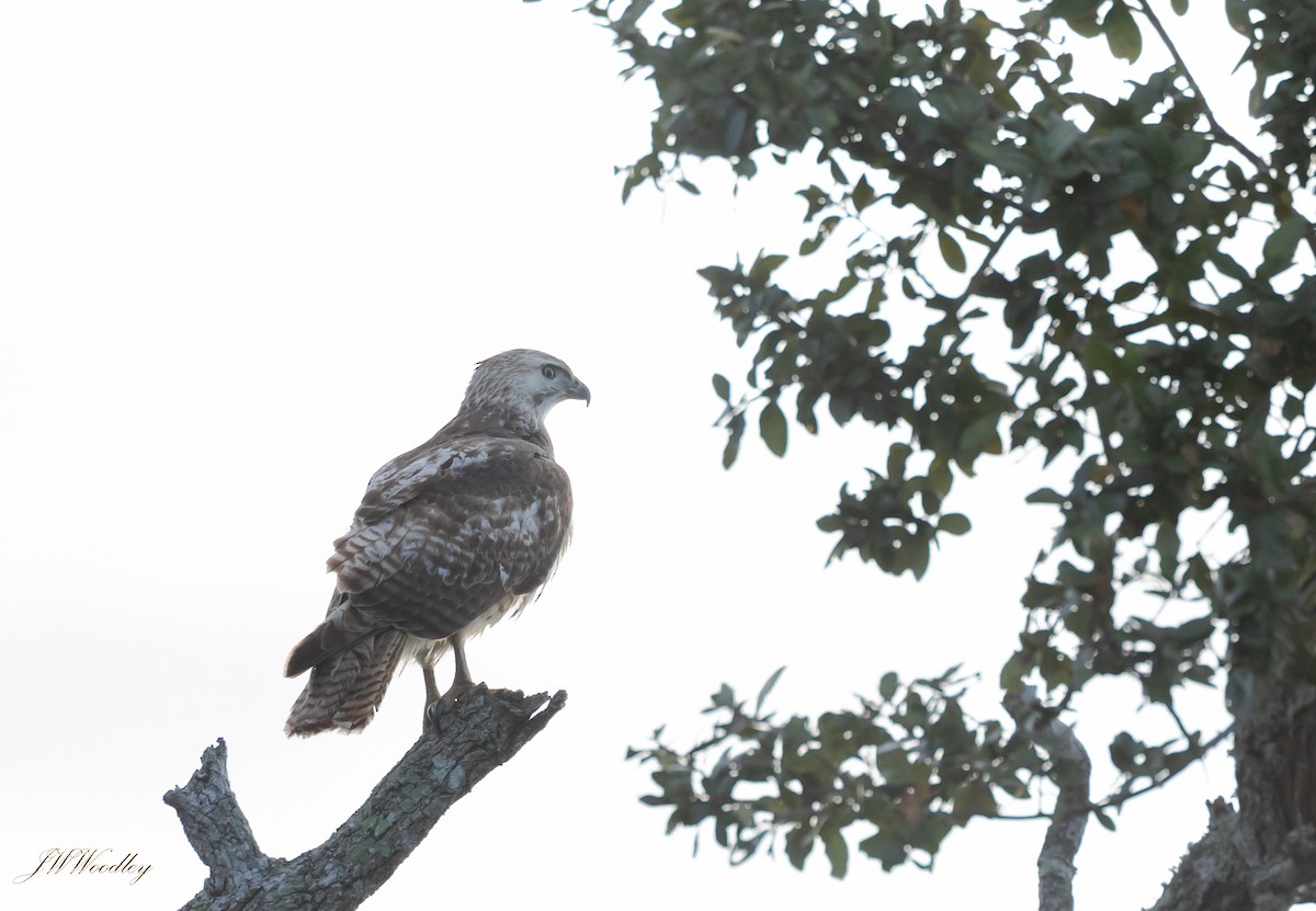 Red-tailed Hawk - Janey Woodley