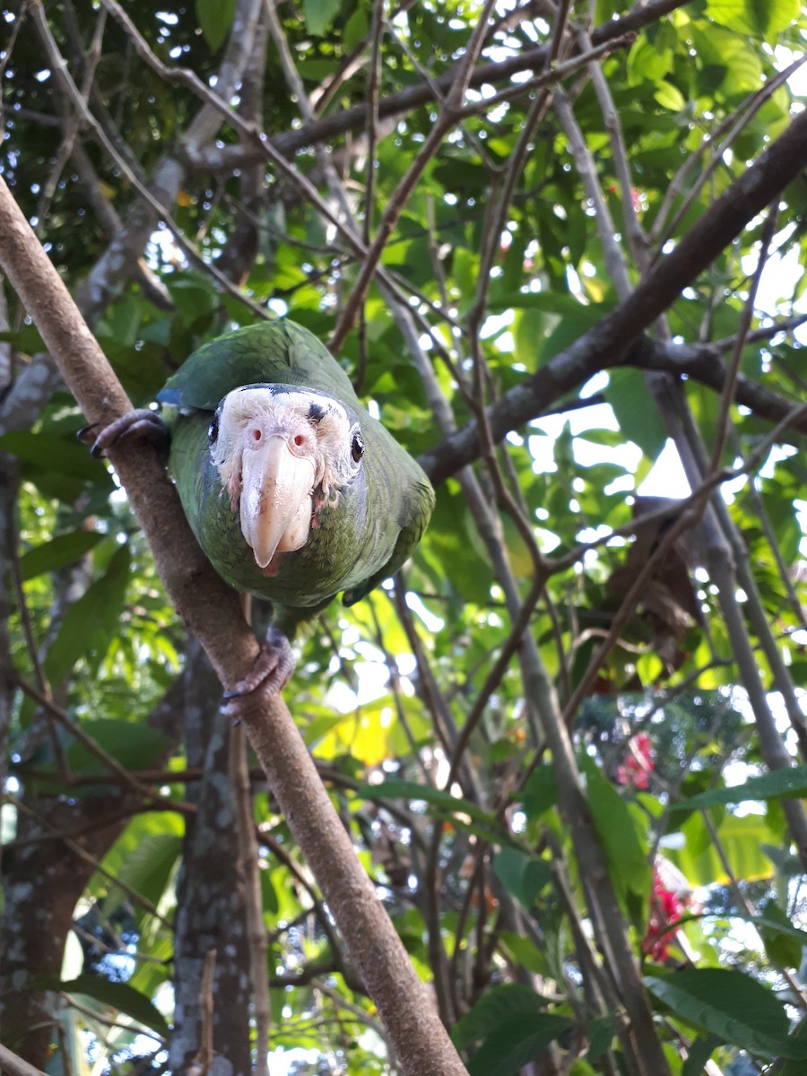 Hispaniolan Parrot - Jan Klooster