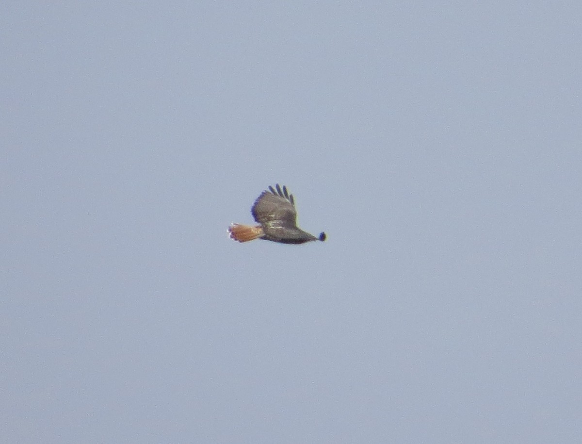 Red-tailed Hawk - ML21322561