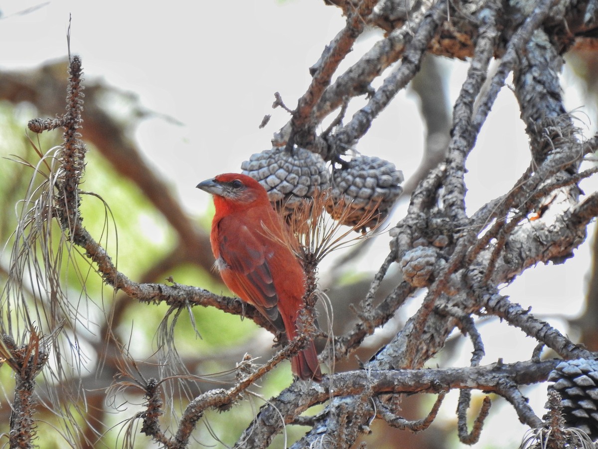 Hepatic Tanager - Anonymous