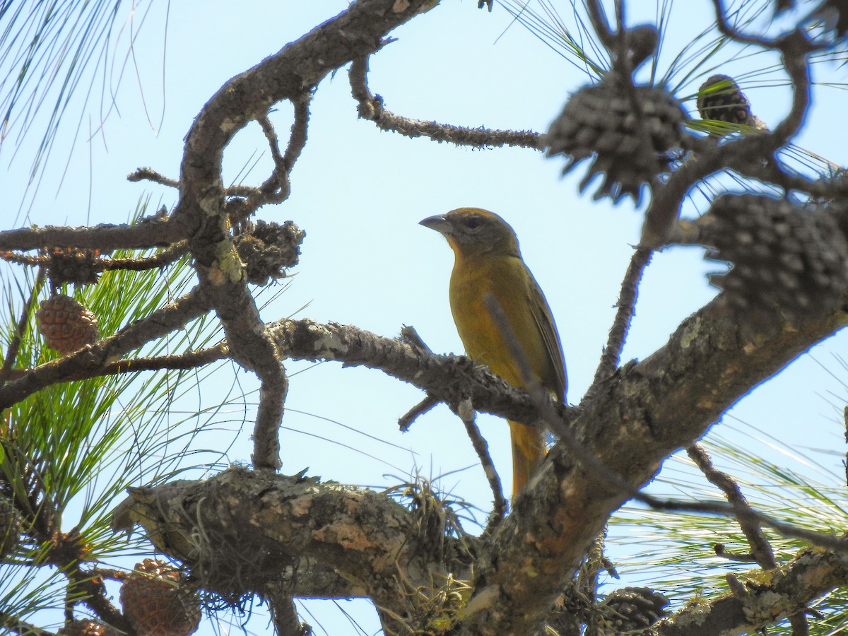 Hepatic Tanager - Anonymous
