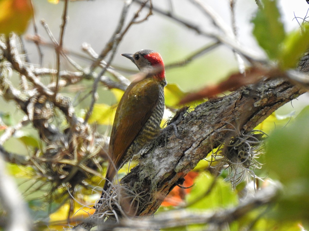 Golden-olive Woodpecker - ML213226201