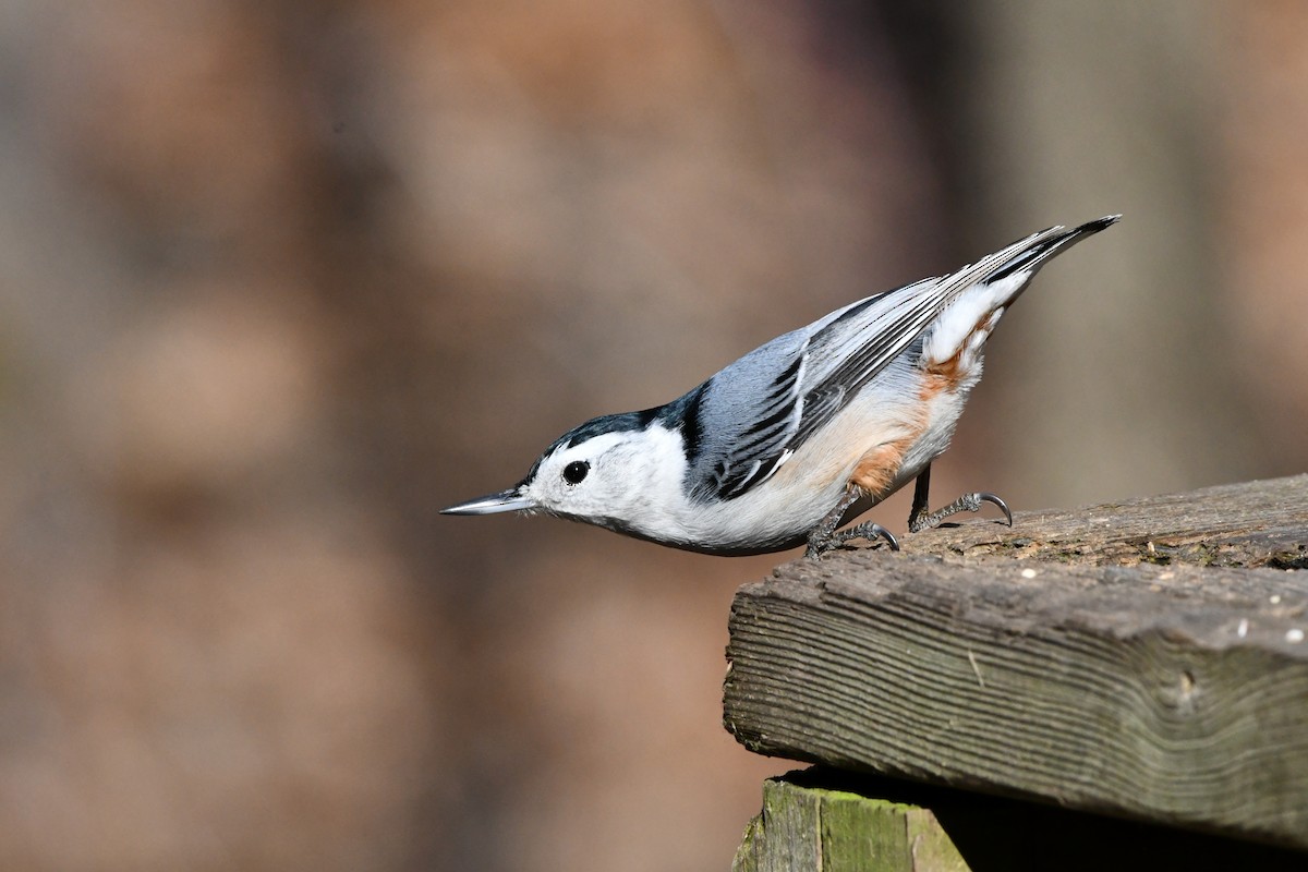 White-breasted Nuthatch - ML213226681