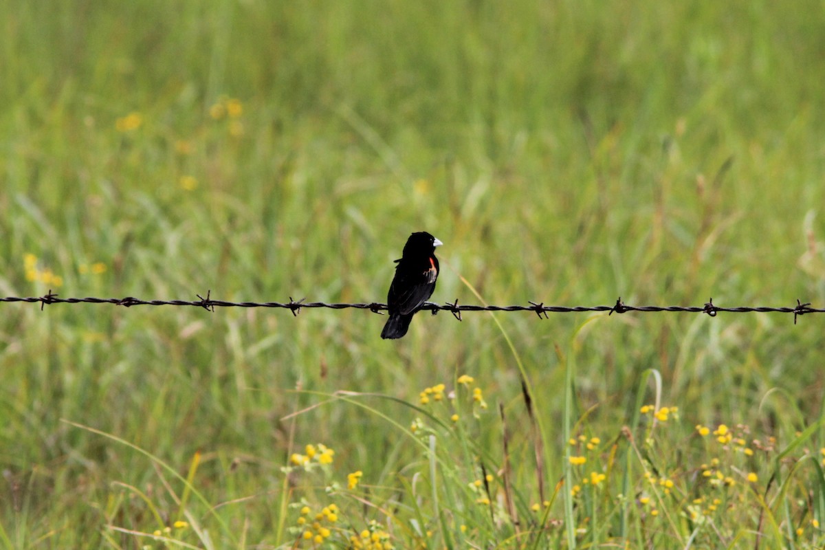Fan-tailed Widowbird - Richard Dunn