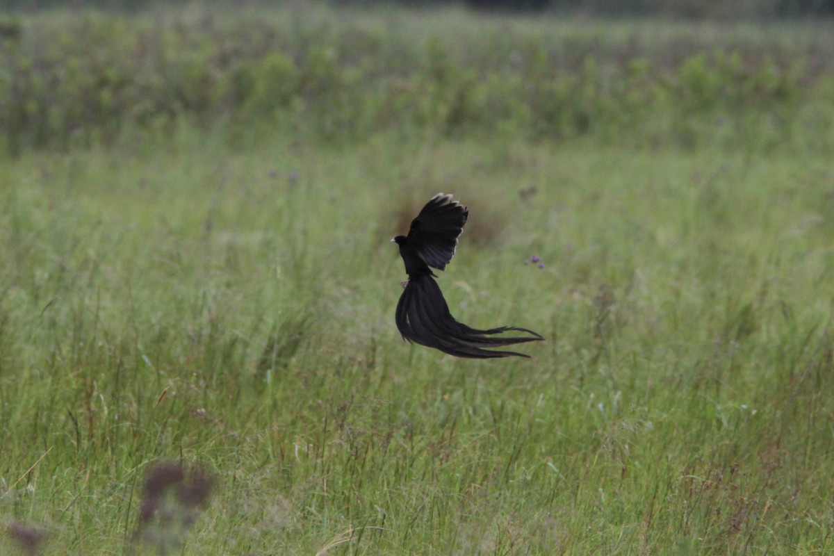 Long-tailed Widowbird - Richard Dunn