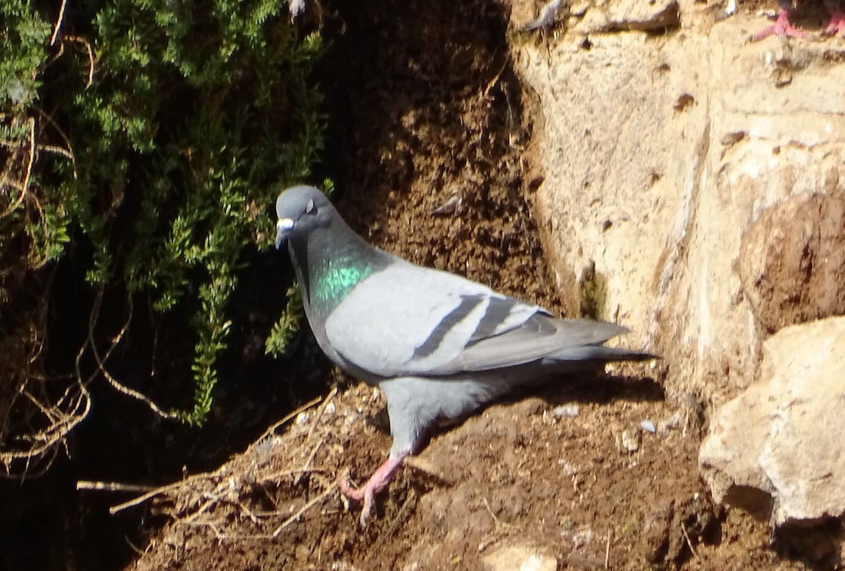 Rock Pigeon - ML213234201