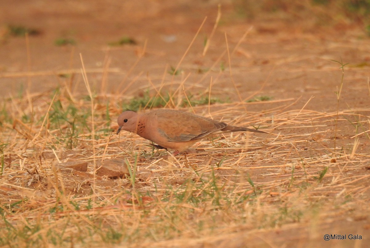 Laughing Dove - Mittal Gala